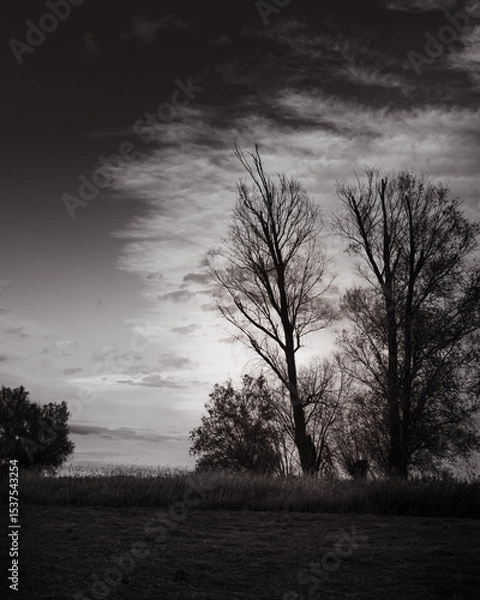 Obraz Dramatic, black and white shot of naked trees on the horizon, under a cloudy and atmospheric sky, showing a dark landscape
