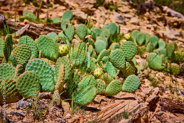 Fototapeta Prickly Pear Cactus Pads with Fruits and Bee in Sunlit Desert Eye Level View
