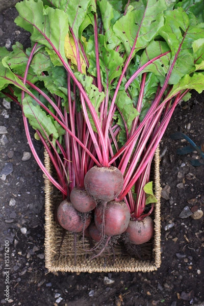 Obraz Beetroot Harvest