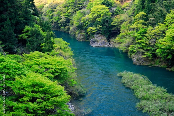 Obraz 鮮やかな新緑の揖斐川