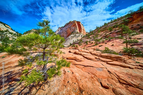 Fototapeta Lone Pine on Red Sandstone with Navajo Formations and Cliff Low Angle Perspective
