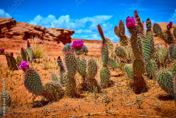 Fototapeta Blooming Prickly Pear Cactus with Magenta Flowers in Arizona Desert Sunlight