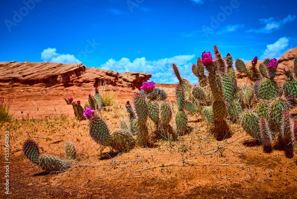 Fototapeta Prickly Pear Cactus Bloom Desert Landscape with Red Rocks and Blue Sky