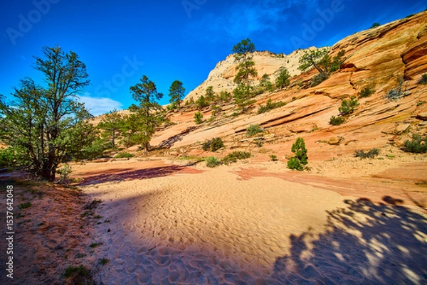 Fototapeta Sandstone Hills and Pine Trees Over Rippling Desert Sand Eye Level Perspective