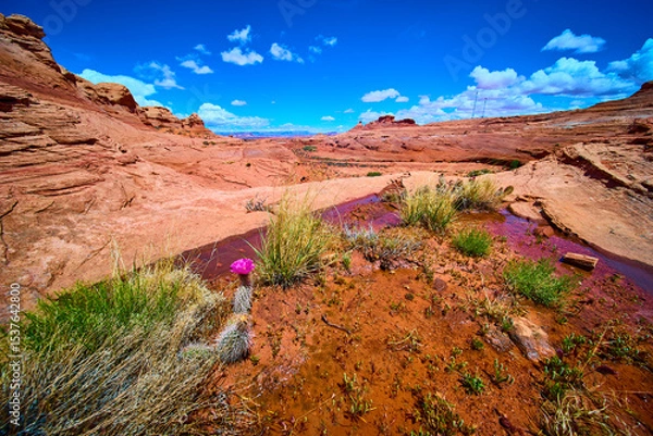 Fototapeta Desert Sandstone Formations and Blooming Cactus Flower with Puddle Eye Level View