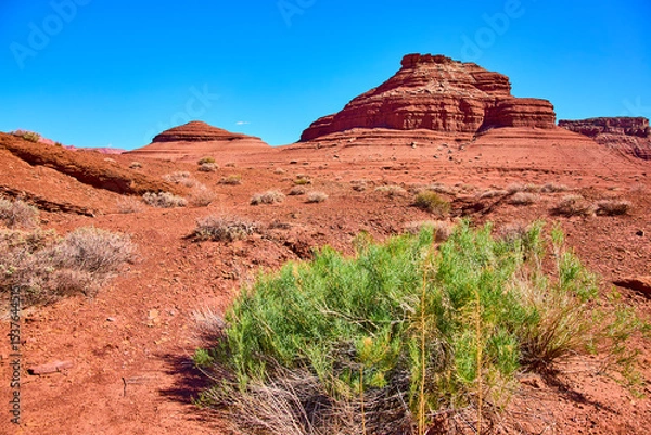 Fototapeta Red Sandstone Butte Desert Vegetation Blue Sky Eye Level View