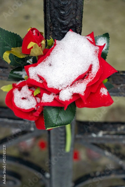 Obraz A snow-covered red rose attached to the gate lattice