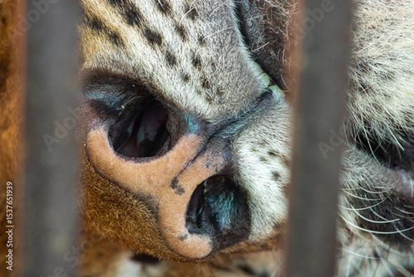 Obraz Nostrils of a sleeping tiger in a cage, close-up view