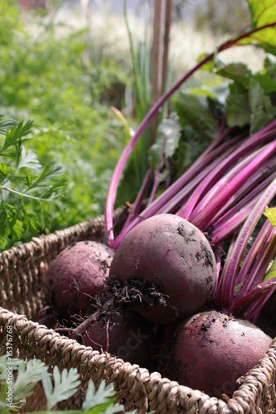 Obraz Beetroot