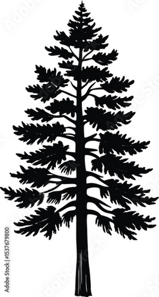Obraz Stylized Pine Tree Silhouette Vector on White Background