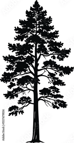 Obraz Tall Pine Tree Silhouette Vector Illustration on White Background
