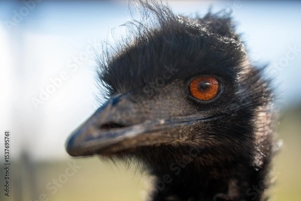 Obraz emu face close up. big bird eye in australia