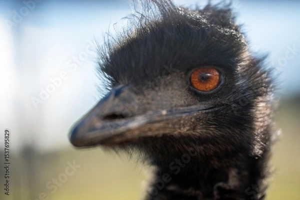 Obraz emu face close up. big bird eye in australia