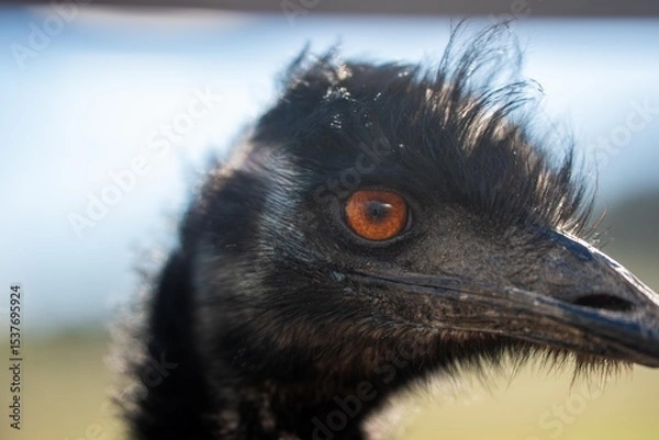 Obraz emu face close up. big bird eye in australia