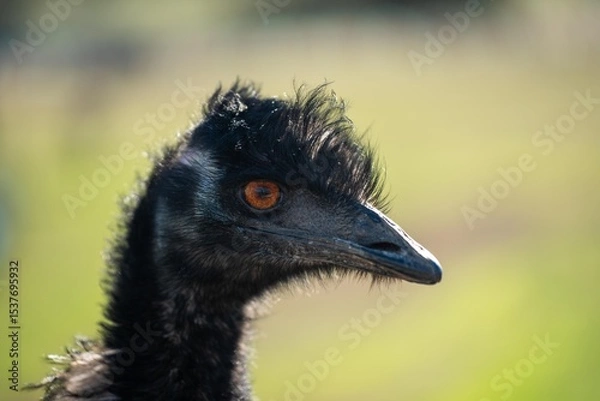 Obraz emu face close up. big bird eye in australia