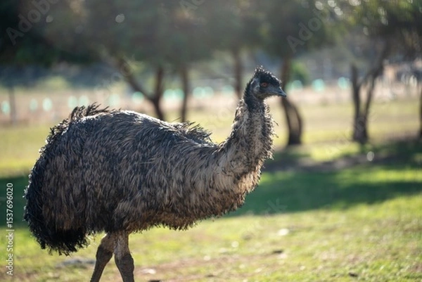 Obraz emu face close up. big bird eye in australia
