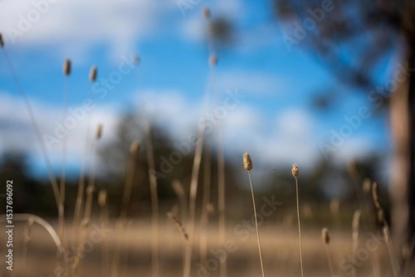 Obraz pasture and grass in a paddock on a regenerative organic flowers in a field in summer in australia