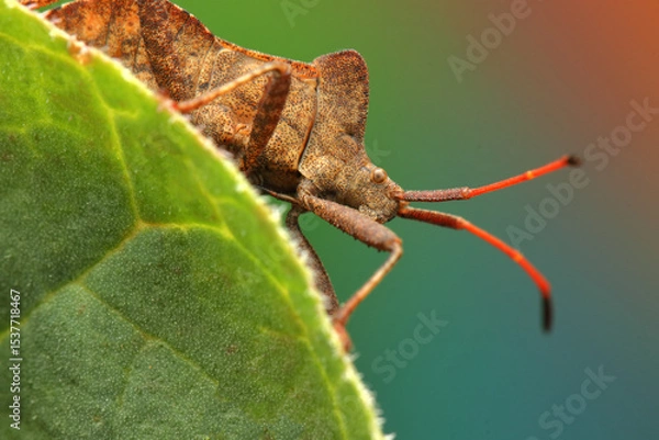 Fototapeta the insect Coreus marginatus on a rhubarb leaf