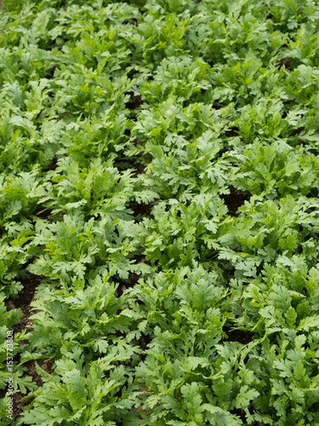 Fototapeta シュンギク畑