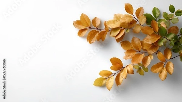 Fototapeta Branch with golden and green leaves on a white background in a studio setting with soft lighting