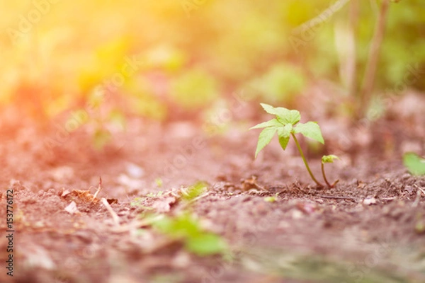 Fototapeta Sprouting leaves of bindweed outdoors spring summer day outdoors