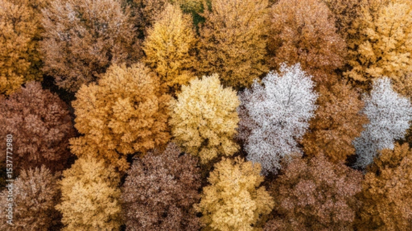 Fototapeta Autumn trees from above display vibrant colors in soft ambient light, creating serene atmosphere
