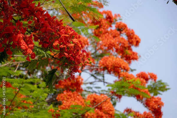 Obraz bright orange-red flowers of the Flamboyant tree (Delonix regia), also known as Royal Poinciana or Flame tree.