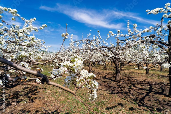 Obraz Pear flowers bloom in spring