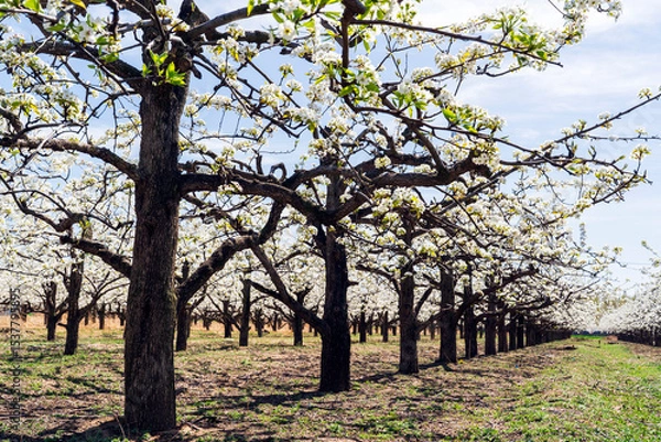 Obraz Pear flowers bloom in spring