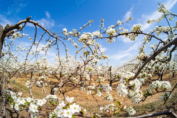 Obraz Pear flowers bloom in spring