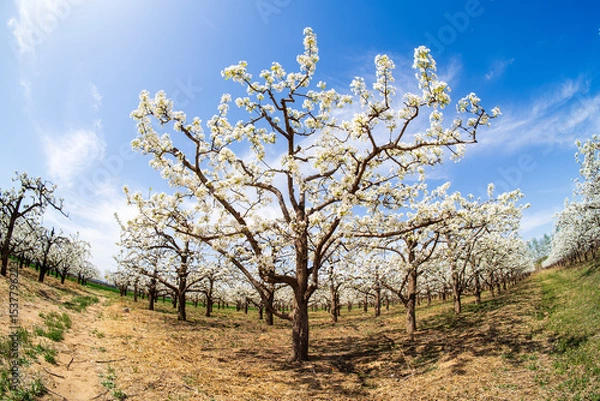 Obraz Pear flowers bloom in spring