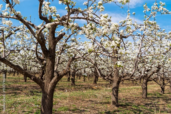 Obraz Pear flowers bloom in spring