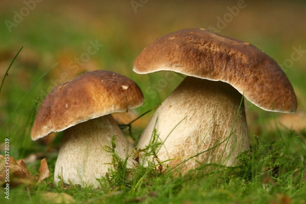 Fototapeta Two brown mushrooms in the grass