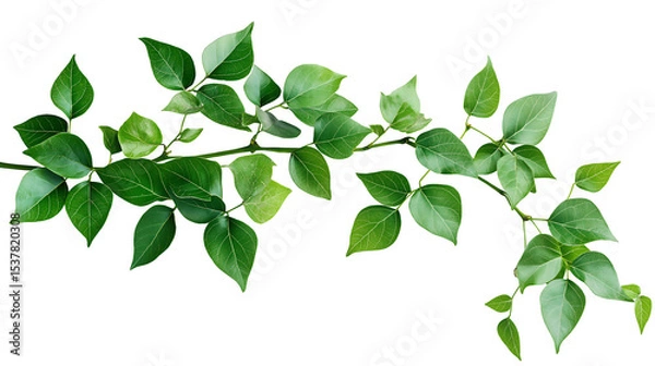 Fototapeta Bush grape or three-leaved wild vine cayratia (Cayratia trifolia) liana ivy plant bush, nature frame jungle border isolated on white background, clipping path included