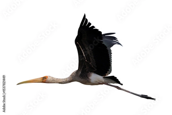 Fototapeta Beautiful flying Painted Stork isolated on transparent background png file	