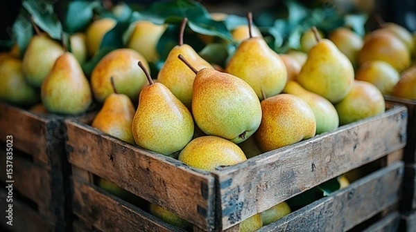 Fototapeta Fresh pears in wooden crates.  Clusters of ripe, yellow-green pears rest in rustic wooden boxes, topped with leaves