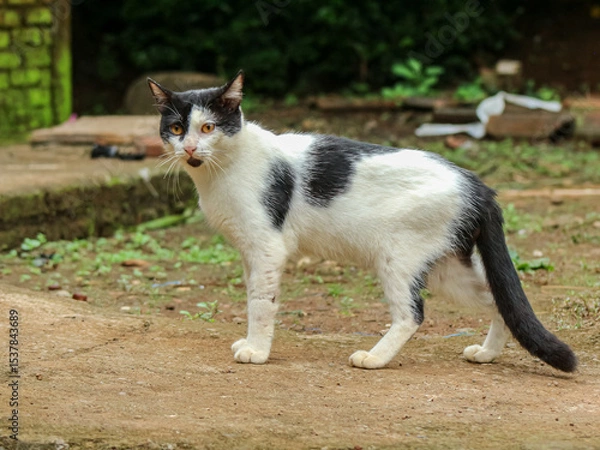 Fototapeta A curious black and white cat stands alert on a dirt path, glancing sideways in an outdoor setting with scattered vegetation and rustic elements.