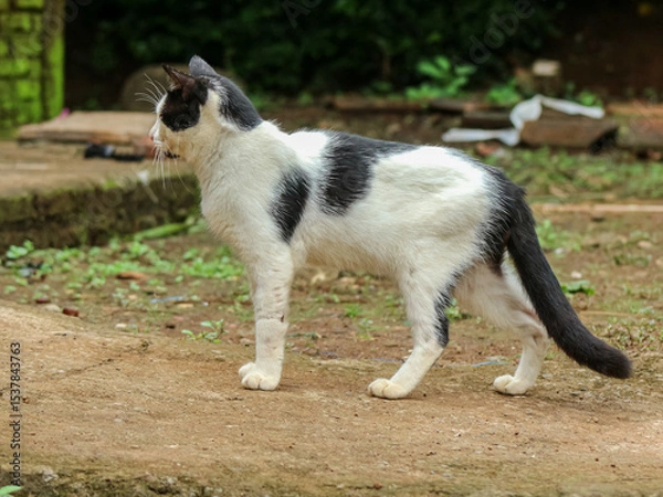 Fototapeta A curious black and white cat stands alert on a dirt path, glancing sideways in an outdoor setting with scattered vegetation and rustic elements.