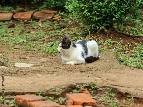 Fototapeta A black and white cat lies calmly on a dirt ground in a garden-like setting, surrounded by greenery and old bricks.