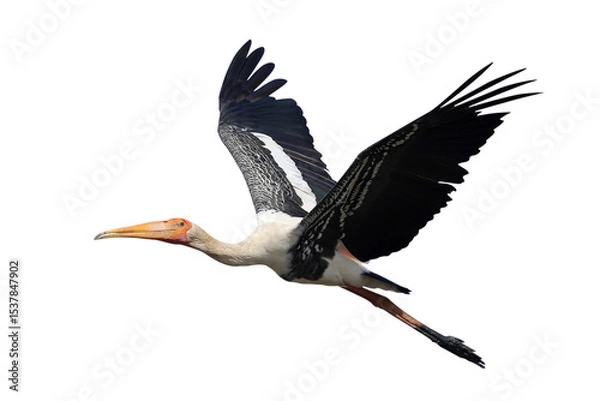 Fototapeta Beautiful flying Painted Stork isolated on transparent background png file	