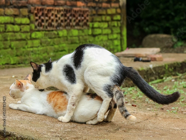 Fototapeta Two cats mating on a concrete surface near a mossy wall, in an outdoor rural setting.