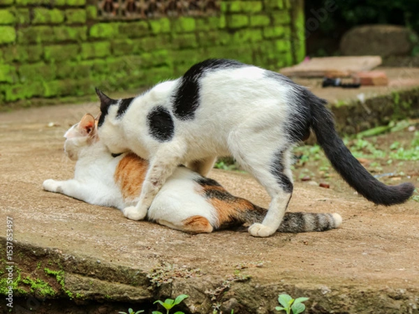 Fototapeta Two cats mating on a concrete surface near a mossy wall, in an outdoor rural setting.