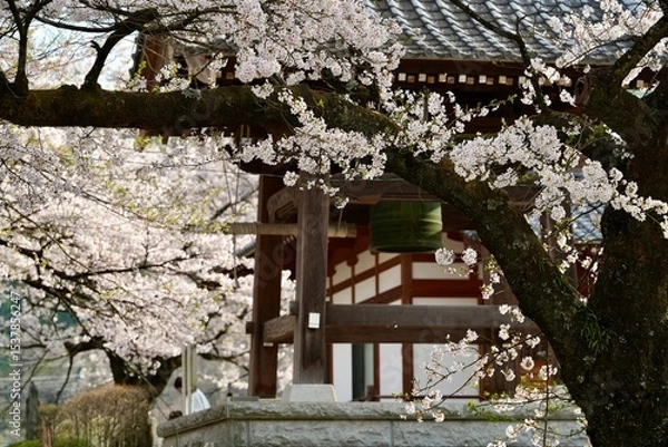 Fototapeta Cherry blossom branches in full bloom in front tradition old  roof in Japanese style palace with pavillion  bell. The soft pink petals and branches represent design concept of spring season in Japan. 