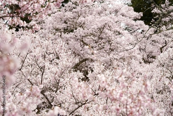 Fototapeta Cherry blossom branches in full bloom against isolated white background. The soft pink petals and branches represent hanami season ,beauty of spring in Japan. Perfect for sakura concept design.