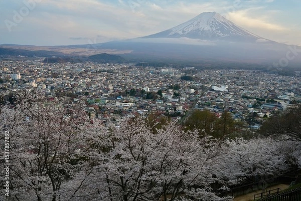 Fototapeta Fuji mountain in morning against blue sky  background ,  cityscape in Cherry blossom branches in full bloom  in spring season. Soft pink petals and branches represent hanami season ,beauty of spring i