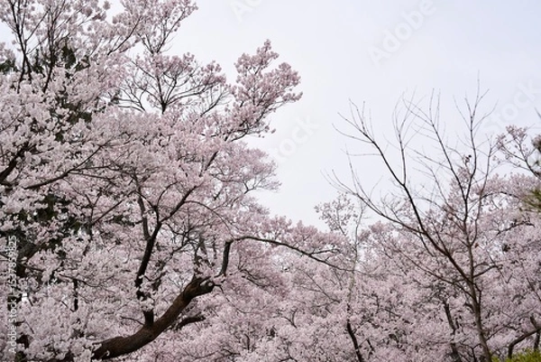 Fototapeta Close-up of cherry blossom branches in full bloom against a clean white background. The soft pink petals and delicate branches represent the beauty of spring in Japan. Perfect for use in design.
