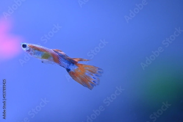Fototapeta A guppy in an aquarium, photographed with a macro lens.