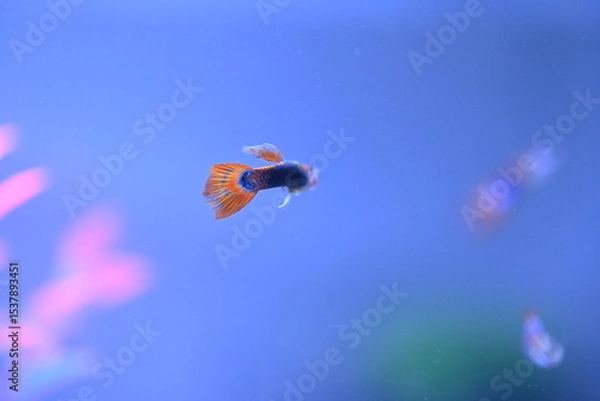 Fototapeta A guppy in an aquarium, photographed with a macro lens.
