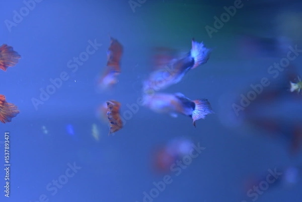Fototapeta A guppy in an aquarium, photographed with a macro lens.