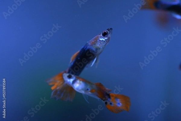 Fototapeta A guppy in an aquarium, photographed with a macro lens.